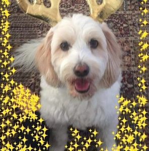 Meet your Posher, Helen